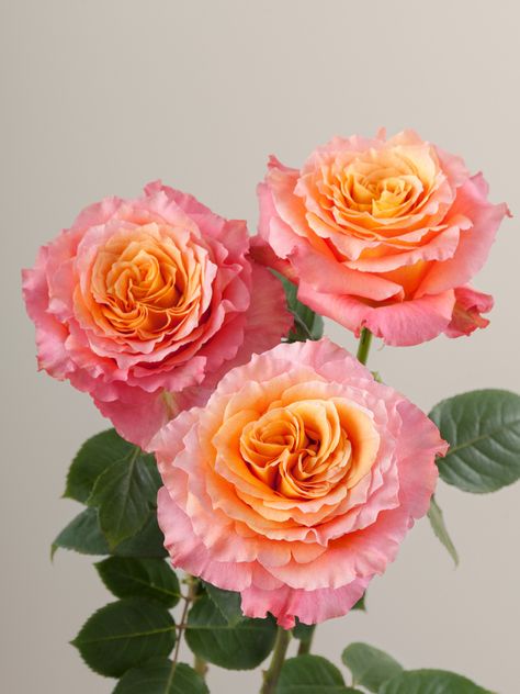 Rosaprima | Free Spirit Free Spirit Rose, Pink And Orange Roses, Colors Of Roses, Farmhouse Landscape, Botanical Photography, Flower Types, Vintage Colour Palette, Sunset Rose, Coral Rose