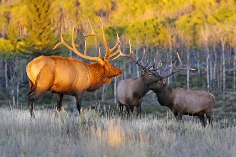 How to Hunt Elk in Colorado - Colorado Outdoors Online Elk Hunting Colorado, Colorado Hunting, Elk Pictures, Native American Words, Game Hunting, Bull Elk, Big Game Hunting, Elk Antlers, Elk Hunting