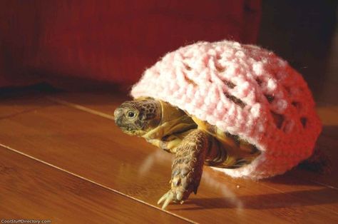 Think Only Humans Go to Ugly Sweater Parties? Think Again! Big Tortoise, Russian Tortoise Diet, Turtle Sweaters, Russian Tortoise, Tortoise Care, Baby Tortoise, Sulcata Tortoise, Pet Turtle, Tiny Turtle