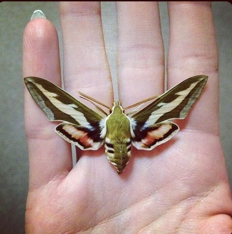 Melina Tattoo, Sphinx Moth, Cute Moth, Hummingbird Moth, Cool Insects, Moth Art, Cool Bugs, Moth Tattoo, Beautiful Bugs