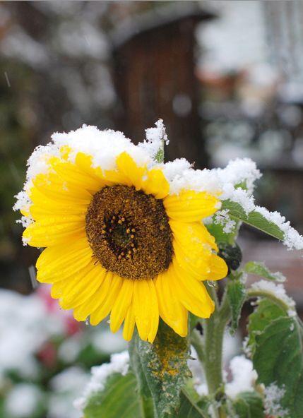 Winter snow on sunflower Yellowy Orange, Garden Sunflowers, Frozen Flowers, Snow Aesthetic, Sunflowers And Daisies, Tree Garden, Sunflower Pictures, Bright Side Of Life, Sunflower Garden