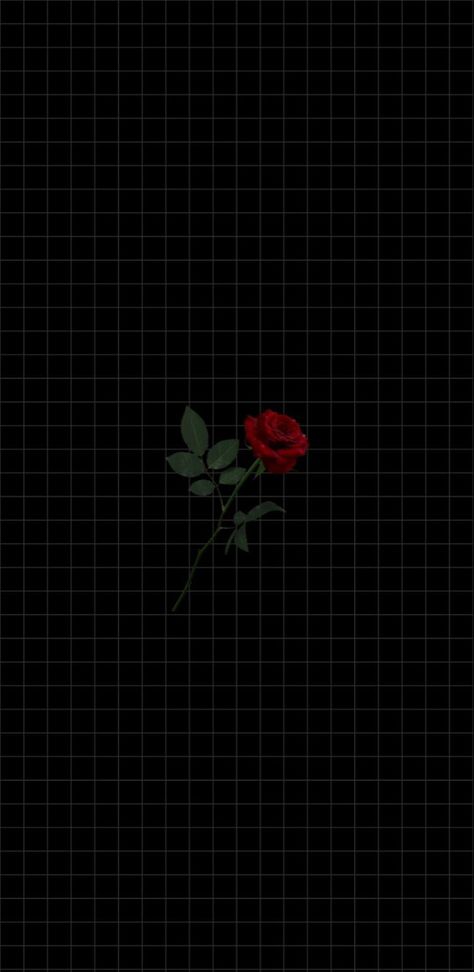 Wallpaper Rosa Flor, Flor Wallpaper, Marvel Phone Wallpaper, Wallpaper Macbook, Single Red Rose, Hypebeast Wallpaper, Black Phone Wallpaper, Wallpaper Tumblr, Mood Wallpaper