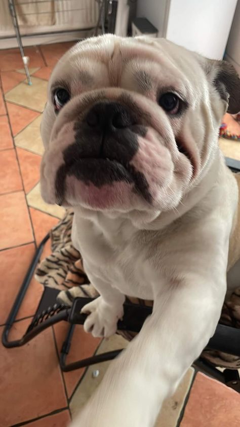 English Bulldog Aesthetic, Mixed Dog Breeds, English Bulldog Funny, Cute Bulldog Puppies, Puppy Mom, Goofy Dog, Cute Bulldogs, English Bulldog Puppies, Old English Bulldog