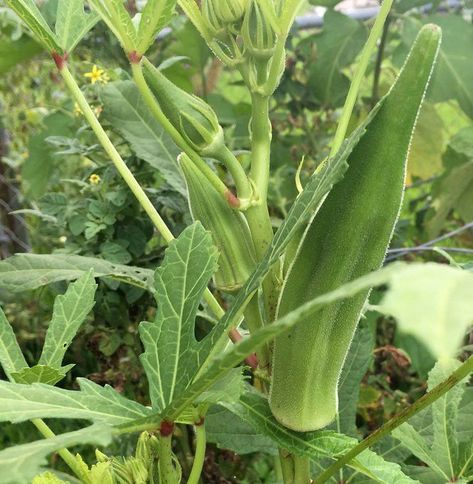 15 summer vegetables to plant now in South Louisiana gardens | Home/Garden | nola.com Vegetables To Plant, Malabar Spinach, Snap Beans, Summer Vegetables, Happy Farm, South Louisiana, Summer Vegetable, Fruit Garden, Garden Trellis