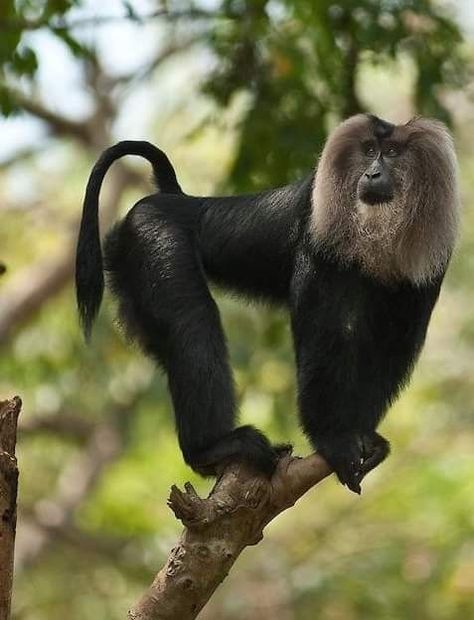 The Lion-tailed Macaque is an Old World monkey that lives in India Macaque Monkey, Zoo Photos, Different Races, Western Ghats, Primates, Zoo Animals, Narnia, Wildlife Photography, Spirit Animal