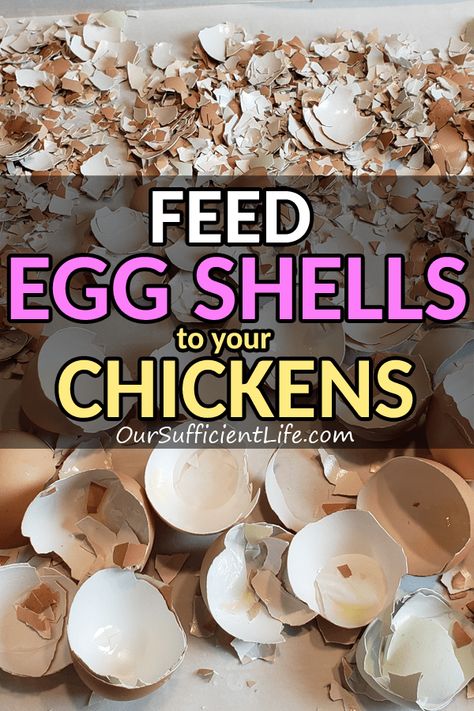 Feeding Eggshells To Chickens, How To Feed Egg Shells To Chickens, Egg Shells For Chickens Hens, Egg Shells For Chicken, Cooking Egg Shells For Chickens, Chicken Feed Supplements, How To Cook Egg Shells For Chickens, How To Bake Egg Shells For Chickens, Baked Egg Shells For Chickens