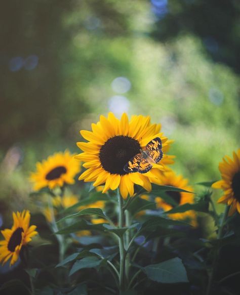 Brown Eyed Girl, Single Season, Sunflowers And Daisies, Red Sunflowers, Sunflower Pictures, Photography Apps, Sunflower Wallpaper, Garden Crafts Diy, Healthy Garden