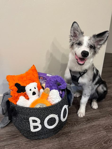 Halloween puppy gift basket Dog Halloween Basket, Dog Spooky Basket, Puppy Gift Basket, Dog Gift Basket, Goodie Basket, Halloween Puppy, Apartment Dogs, Dog Basket, Halloween Baskets