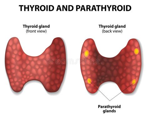 Thyroid and parathyroid. Thyroid and parathyroid gland. Vector diagram , #AFFILIATE, #parathyroid, #Thyroid, #gland, #diagram, #Vector #ad Parathyroid Gland, Diagram Illustration, Thyroid Gland, Photoshop Design, Graphic Design Art, Graphic Art, Dinosaur Stuffed Animal, Health Care, Stock Vector