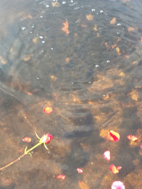 Rose Petals Falling, Medicine Garden, Photo Class, Water Aesthetic, Flower Photoshoot, Floating Flowers, Flowers Petals, Floating In Water, Water Flowers