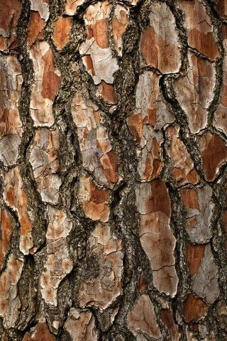 Tree Close Up, Texture Objects, Bark Of Tree, Cool Textures, Tree Texture, Interesting Textures, Tree Bark Texture, Pine Bark, Bark Texture