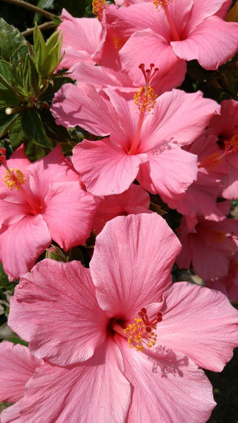 More Hibiscus flowers Habisquis Flower, Hibiscus Flower Aesthetic, Hibiscus Flower Wallpaper, Hibiscus Wallpaper, Fav Flower, Flowers Hibiscus, Flower Hibiscus, Boquette Flowers, Pink Hibiscus