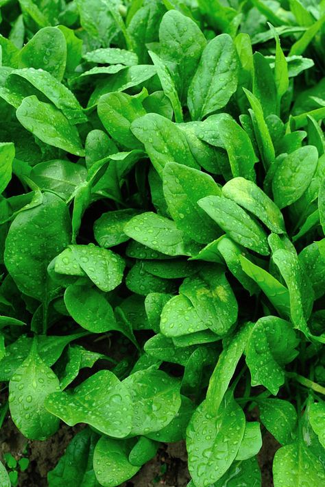 How to grow spinach in your garden. Planting Spinach, How To Grow Spinach, Spinach Side, Grow Spinach, Growing Cabbage, Garden Cloche, Growing Spinach, Spinach Seeds, Seed Starter Kit