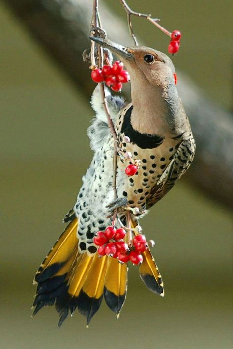 Northern Flicker, Common Birds, Most Beautiful Birds, Woodpeckers, Kinds Of Birds, Nature Birds, All Birds, Exotic Birds, Pretty Birds