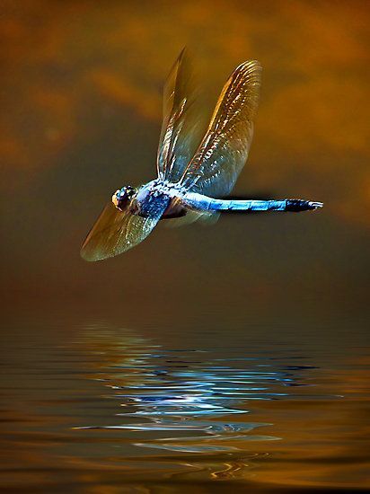 For the Joy of Dragonflies Dragonfly Photos, Dragon Flys, Gossamer Wings, Damselflies, Dragon Flies, Dragonfly Dreams, Dragonfly Art, Dragonfly Tattoo, Beautiful Bugs