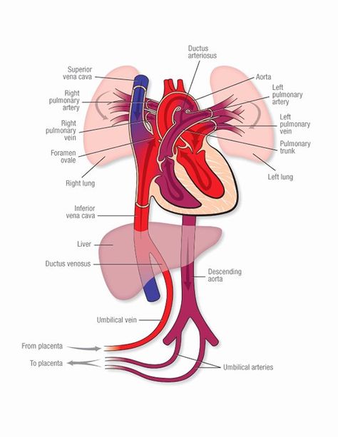 Fetal Circulation, Human Heart Diagram, Peds Nursing, Neonatal Nursing, Nicu Nursing, Heart Circulation, Sonography Student, Heart Diagram, Human Biology