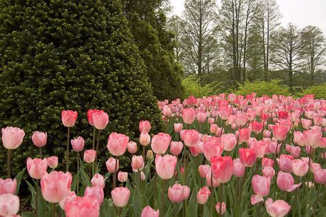 flowers Pink Tulips Aesthetic Desktop Wallpaper, Tulip Landscape Wallpaper, Landscape Flowers Aesthetic, Tulip Field Desktop Wallpaper, Macbook Wallpaper Aesthetic Pink Flowers, Tulips Desktop Wallpaper Hd 1080p Aesthetic, Pink Flowers Desktop Wallpaper, Flower Wallpaper Desktop Hd, Pink Flower Wallpaper Laptop