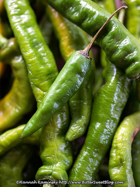 Hot Long Peppers by Bitter-Sweet-, via Flickr Green Thai Curry, Thai Peppers, Pepper Jam, Green Thai, Long Pepper, Garlic And Ginger, Homemade Sushi, Kaffir Lime, Thai Curry