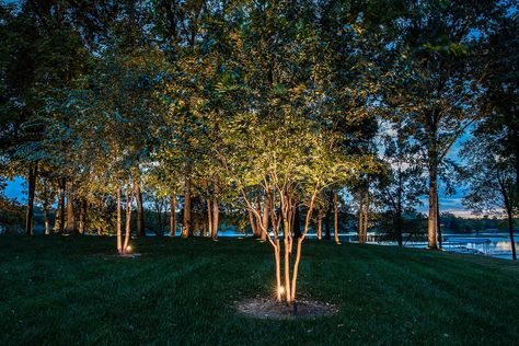 Live Oak Tree, Crepe Myrtles, Perimeter Lighting, Myrtle Tree, Up Lighting, Side Yard Landscaping, Wetland Park, Crepe Myrtle, Fireplace Lighting