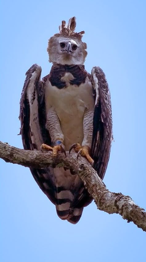 Photography by © (Anne Hay). Harpy Eagles are one of the world’s largest and strongest eagles. According to the #Peregrine fund, their hallux (a raptor’s back talon) averages  3 to 4 inches in size. This is the same size as a grizzly bear’s claw. In the world of raptors, females are larger than males. Female Harpy Eagles, can weight up to two times more than their mate. ZdoRodZ Harpy Eagle Photography, Budgies Parrot, Rare Albino Animals, Harpy Eagle, World Birds, Eagle Art, Cat Costume, Majestic Animals, Fluffy Animals