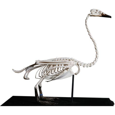 stark Swan Anatomy, Swan Skeleton, Full Body Skeleton, Swan Maiden, Body Skeleton, Swan Animal, Yellow Rabbit, Modern Decorative Objects, Unreal Unearth