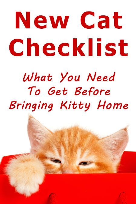 New Cat Checklist: What you need to get before bringing Kitty home Kitten Checklist, Cat Checklist, Senior Cat Care, Getting A Kitten, Cat Health Care, Cat Essentials, Cat Hacks, Cat Care Tips, Kitten Care