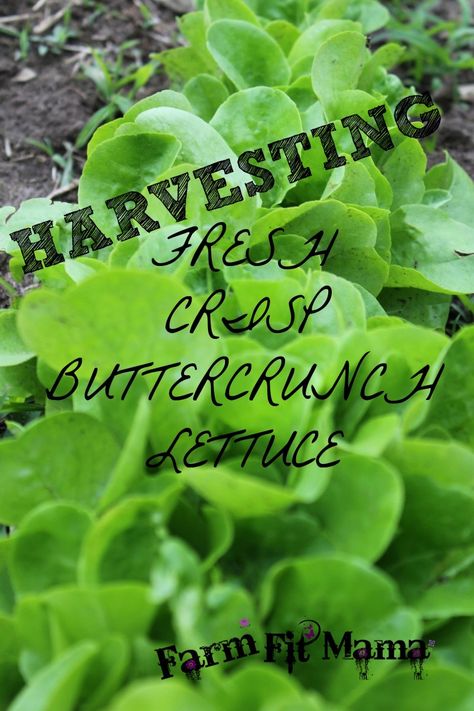 Buttercrunch Lettuce Recipes, Growing Butter Lettuce, Butter Crunch Lettuce, Harvesting Lettuce, Garden Shack, Lettuce Garden, Buttercrunch Lettuce, How To Harvest Lettuce, Lettuce Salad Recipes