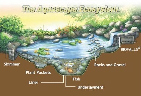 The Aqua-scape Ecosystem. Ecosystem Drawing Easy, Water Garden Ideas, Ecosystems Projects, Natural Swimming Ponds, Garden Pond Design, Homestead Ideas, Diy Pond, Aquatic Ecosystem, Pond Waterfall