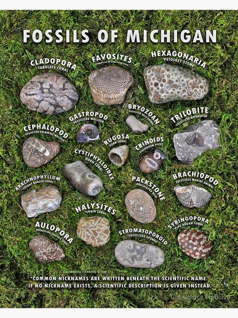 "Common Fossils of Michigan Identification Guide" Poster by CassTiensivu | Redbubble Mile Stone Markers, Made In Michigan Products, Lake Michigan Stones, Types Of Rocks, Different Types Of Rocks, Horn Coral, Rock Identification, Rock Tumbling, Fossil Hunting