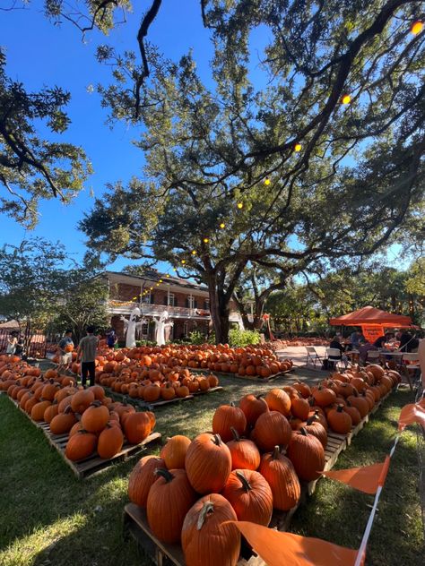 Bakery Shed, Nola Halloween, Autumn Layout, Meg Ryan Fall, Fall Sleepover, Halloween Fall Aesthetic, Halloween Is Cool, Pumpkin Patch Halloween, Halloween Pumpkin Patch