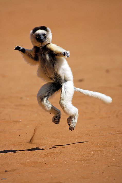 Verreaux's Sifaka - I want to see a lemur that leaps Animal Movement, Nature Wildlife, Wildlife Animals, Primates, Leopards, Lynx, Holiday Destinations, 귀여운 동물, Madagascar