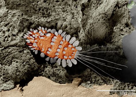 Scanning electron microscope image of the "Peacock Tea Plant Mite". Photo by…