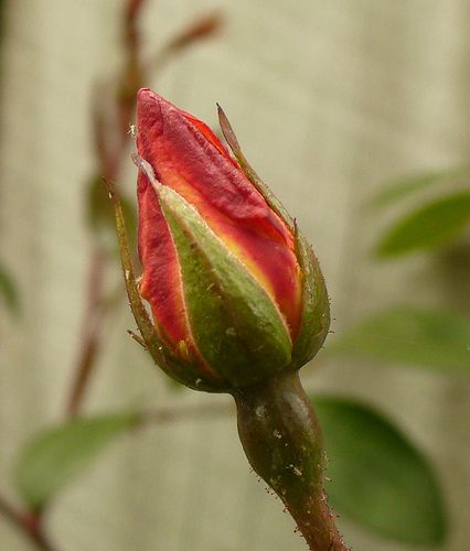 Close up of red rose bud | Close up of the red rose peeking … | Flickr Flower Bud Aesthetic, Rose Bud Aesthetic, Rose Close Up, Moodboard Template, Flower References, Rosé Close Up, Pink Flowers Wallpaper, 2022 Art, Red Bud