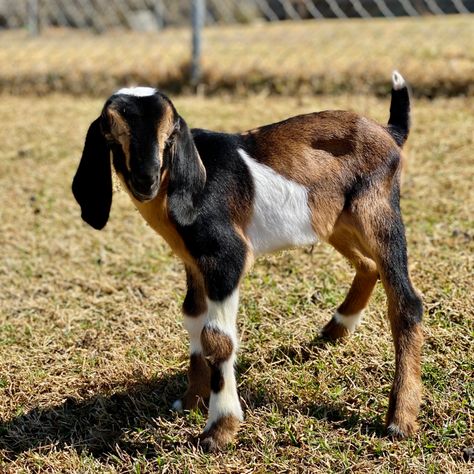 Nubian Dairy Goats, Mini Nubian Goats, Anglo Nubian Goats, Nubian Goats, Goat Breeds, Nubian Goat, Homestead Ideas, Goat Kidding, Manor Farm