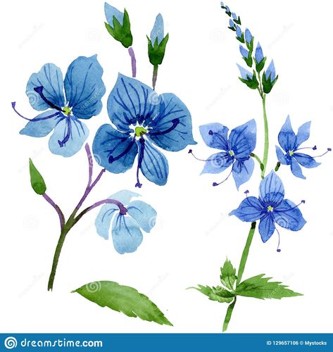 Watercolor blue Veronica flower. Floral botanical flower. Isolated illustration element.. Illustration about drawn, closeup, isolated, colorful, spring, flora, fashion - 129657106 Veronica Flower Drawing, Veronica Flower Tattoo, A Flower Drawing, Veronica Flower, Blue Veronica, Phlox Flowers, Larkspur Flower, Saffron Flower, Freesia Flowers