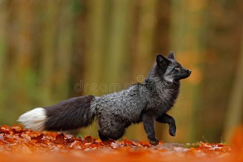 Black silver fox, rare form. Dark red fox playing in autumn forest. Animal jump , #affiliate, #red, #Dark, #playing, #forest, #autumn #ad Fox Symbolism, Celtic Zodiac Signs, Fox Totem, Art Fox, Fox Pictures, Fox Spirit, World Birds, Black Fox, Animal Symbolism