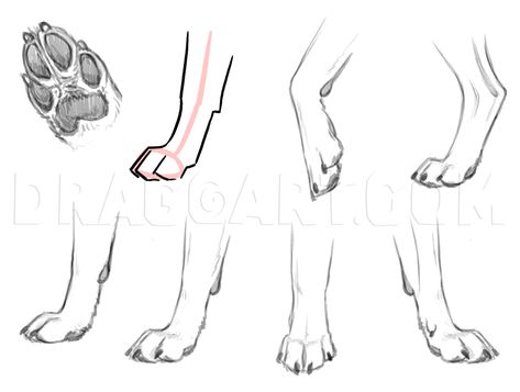 How To Draw A Wolf Dog, Wolf Dog Hybrid, Step by Step, Drawing Guide, by makangeni | dragoart.com Wolf Feet Drawing, Dog Paws Reference, Dog Feet Drawing, Dog Paw Sketch, Paw Sketch, Dog Paw Art, Dog Paw Drawing, Skeleton Sketch, Wolf Poses