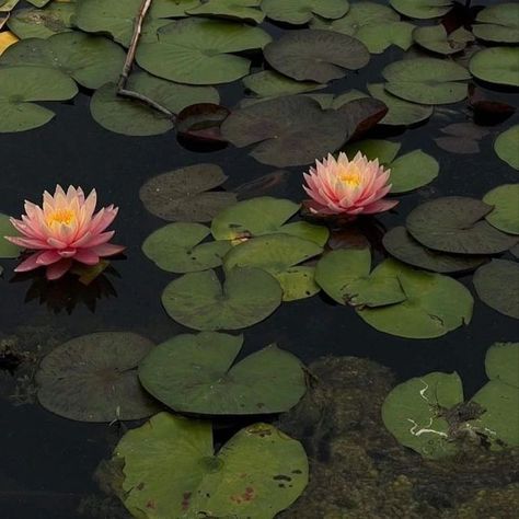 #lotus 💮🪷🩷🤍⛲ Lotus Pond Aesthetic, Lotus Flower Aesthetic, Spiritual Flowers, Lotus Flower Pond, Lotus Aesthetic, Lotus Eaters, Indian Lotus, Flower Aesthetics, Flowers Lotus