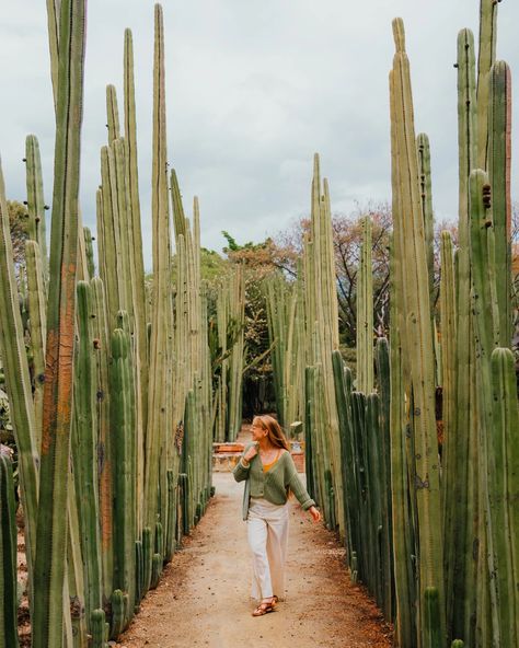 Here are the best things to do in Oaxaca City, Mexico including markets, mezcal, Zapotec towns and ruins, food tours, museums, and MORE! Oxacana Mexico, Oaxaca Mexico Aesthetic, Mexico Market, Things To Do In Oaxaca Mexico, Oxacana Mexico Travel, Oxaca Mexico, Mexico City Aesthetic, Oaxaca Mexico Food, What To Do In Oaxaca