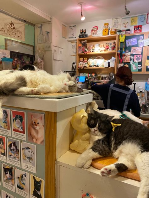 Korea Cat Cafe, Cat Cafe Korea, Korea Moodboard, Cat Cafe Japan, Cat Cafe Aesthetic, Cat In Japan, Cafe Korea, Japan 80's Aesthetic, Korea Cafe