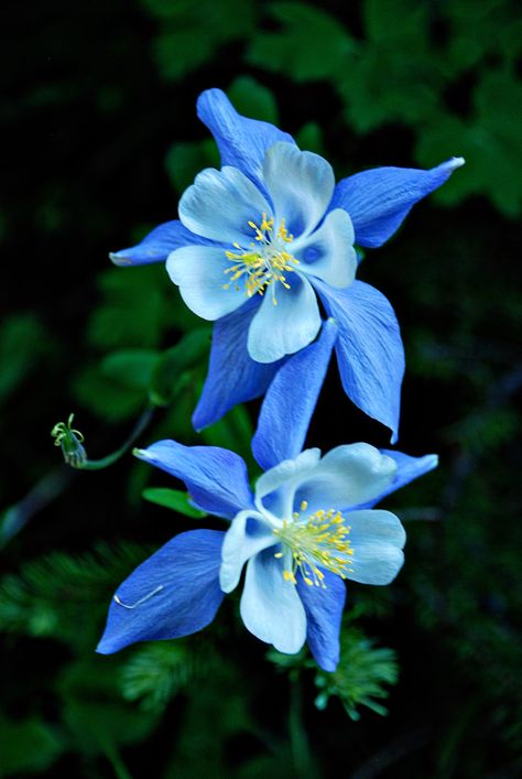 Columbine | Colorado state flower | Pamela | Flickr North American Wildflowers, Pamela Core Aesthetic, Columbines Flowers, Pamela Core, Blue Columbine Flower, Columbine Flower Tattoo, Clay Tattoo, Generation Tattoo, Oregon Flowers