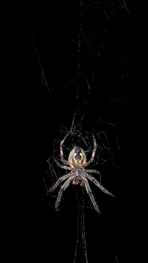 Spider #iPhone #5s #Wallpaper | Pin what you like . Spider Wallpaper Iphone, Spiderman Hd, Spider Wallpaper, Spider Cobweb, 3d Spider, Symbiote Spiderman, Image Moto, Iphone 5 Wallpaper, Goth Wallpaper