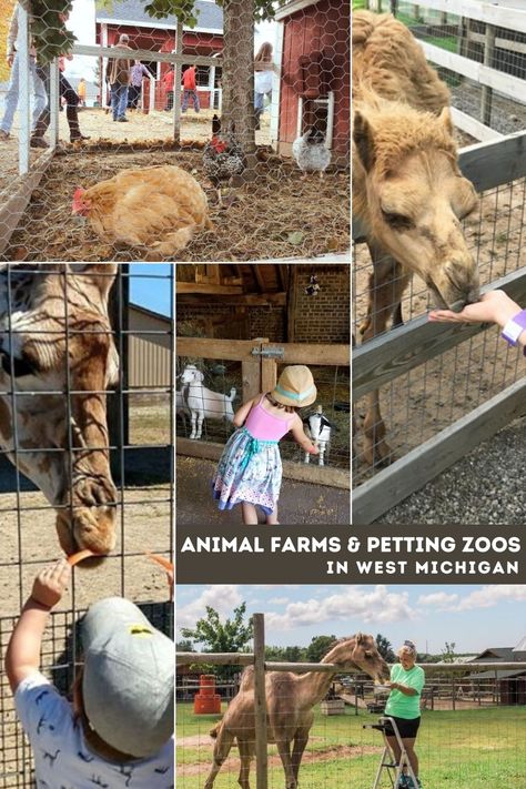 Petting Zoo Animals, Petting Zoo Ideas, Animal Farms, Giraffe Feeding, Petting Farm, Deer Tracks, Homestead Life, Farm Visit, Animal Experiences