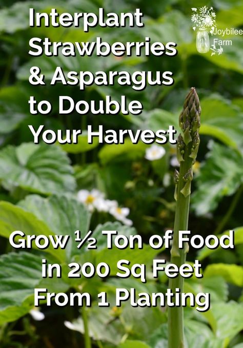 Learn how to grow strawberries and asparagus in the same plot and raise 1000 lbs of food from one planting. Asparagus Strawberry Bed, Asparagus Growing Tips, Asparagus And Strawberry Garden, Strawberry Companion Planting, Asparagus Companion Plants, Asparagus Plants How To Grow, How To Grow Asparagus, Strawberry Growing Ideas, How To Plant Asparagus