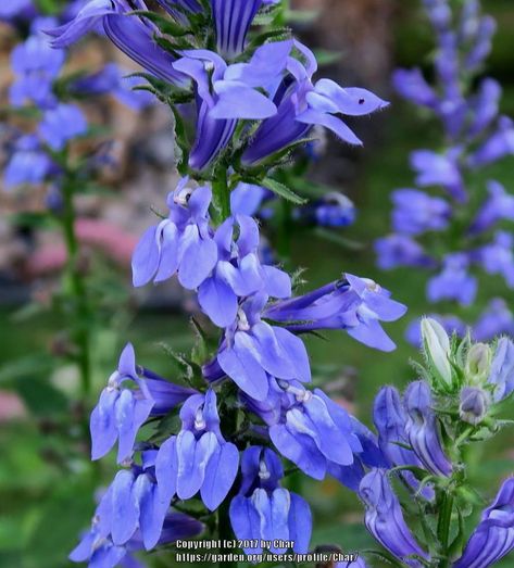 Plant database entry for Great Blue Lobelia (Lobelia siphilitica) with 86 images, 6 comments, and 32 data details. Blue Lobelia, Easy Perennials, Woodland Gardens, Types Of Bees, Cardinal Flower, Garden Site, Attracting Beneficial Insects, Plant Information, Big Plants