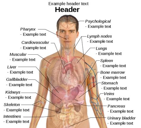 This male diagram template lists important parts of the body and gives users the chance to write their own descriptions under the various body part headings. Human Organ Diagram, Human Body Organs Anatomy, Body Organs Diagram, Body Anatomy Organs, Human Anatomy Picture, Human Anatomy Chart, Human Body Diagram, Human Anatomy Female, Picture Of Body