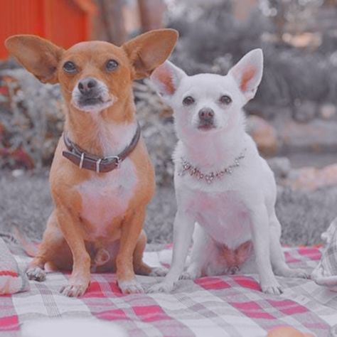 Chloe Beverly Hills Chihuahua, Beverly Hills Chihuahua Aesthetic, Beverly Hills Chihuahua, Beverly Hill, Talking Dog, Dog Movies, Childhood Movies, Chihuahua Dogs, Disney Films