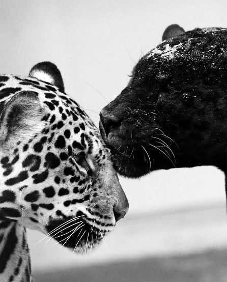 Panther Pictures, Pretty Animals, Leopards, Animal Wallpaper, Beautiful Cats, Black Panther, Big Cats, Spirit Animal, Wild Cats