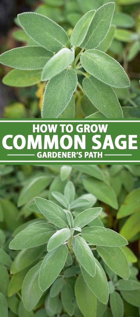 Often found in the company of parsley, rosemary, and thyme, versatile common sage is a savory herb you’ll want to grow. It’s easy and it’s a perennial so plant once, and with just occasional maintenance, you’ll have spice for life! Learn how now on Gardener’s Path. #sage #herbgarden #gardenerspath Growing Sage, Kitchen Gardens, Rosemary And Thyme, Sage Plant, Homestead Ideas, Diy Herb Garden, Herb Garden Design, Savory Herb, Survival Gardening