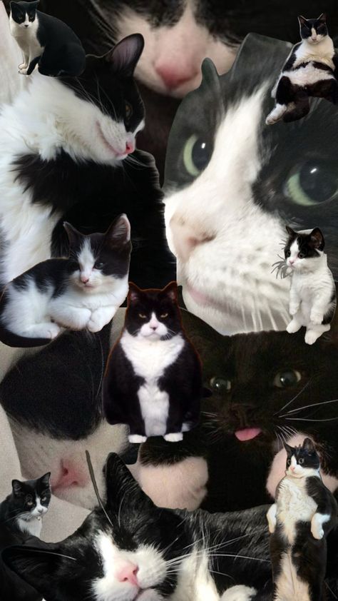 Wall Collage Decor, Tuxedo Cats, The Last Avatar, Tuxedo Cat, Dog Boarding, Cat Wallpaper, Wall Collage, Lock Screen Wallpaper, Art Wallpaper